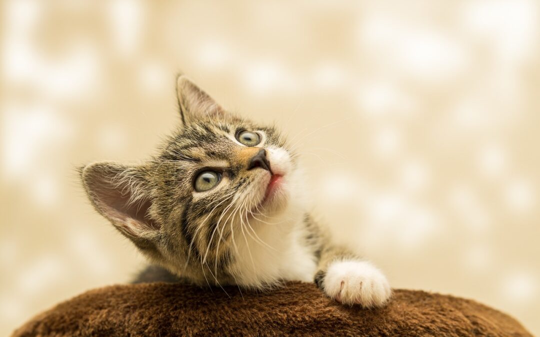 Comportamiento extraño en gatos: cómo entender mejor a tu gato