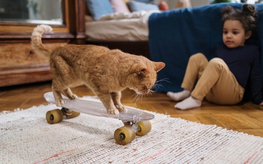 ¿Qué jamás debes hacerle a un gato?