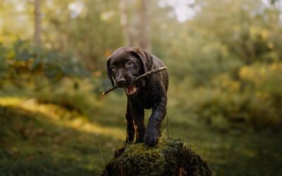 Criar un cachorro: la guía completa