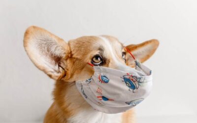 ¿Por qué los costos veterinarios pueden ser tan altos?
