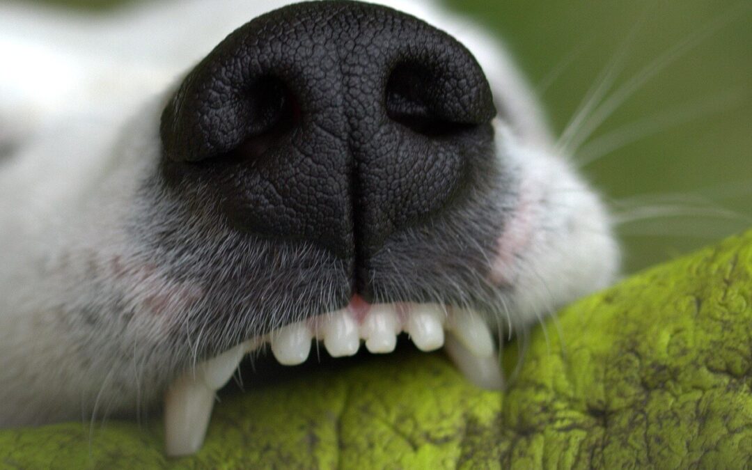 10 consejos para mantener los dientes de tu perro saludables