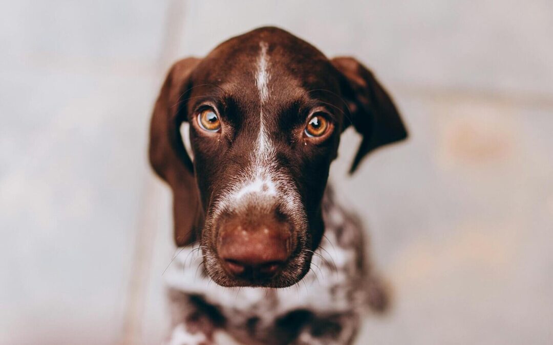 Ansiedad por separación en perros