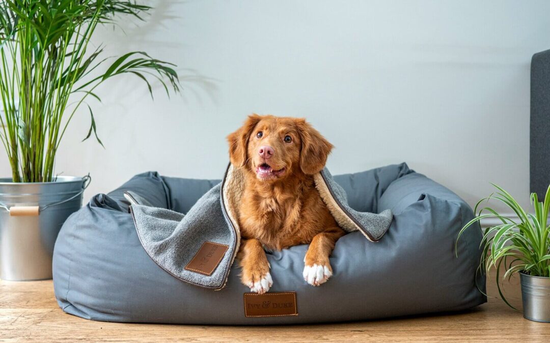 La mejor cama o cojín para perros 2026