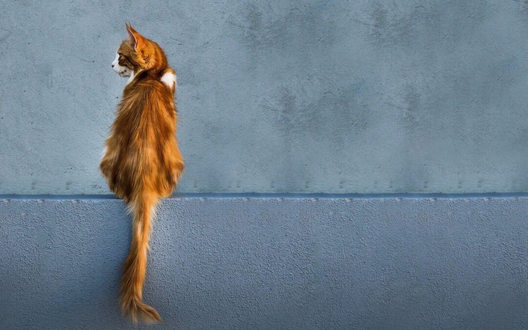 Castración de tu gato