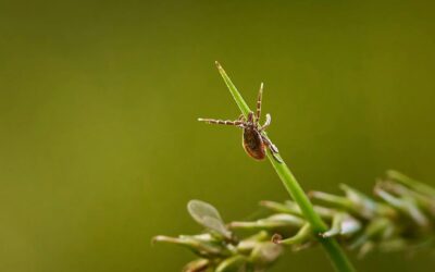Cómo retirar una garrapata a tu perro