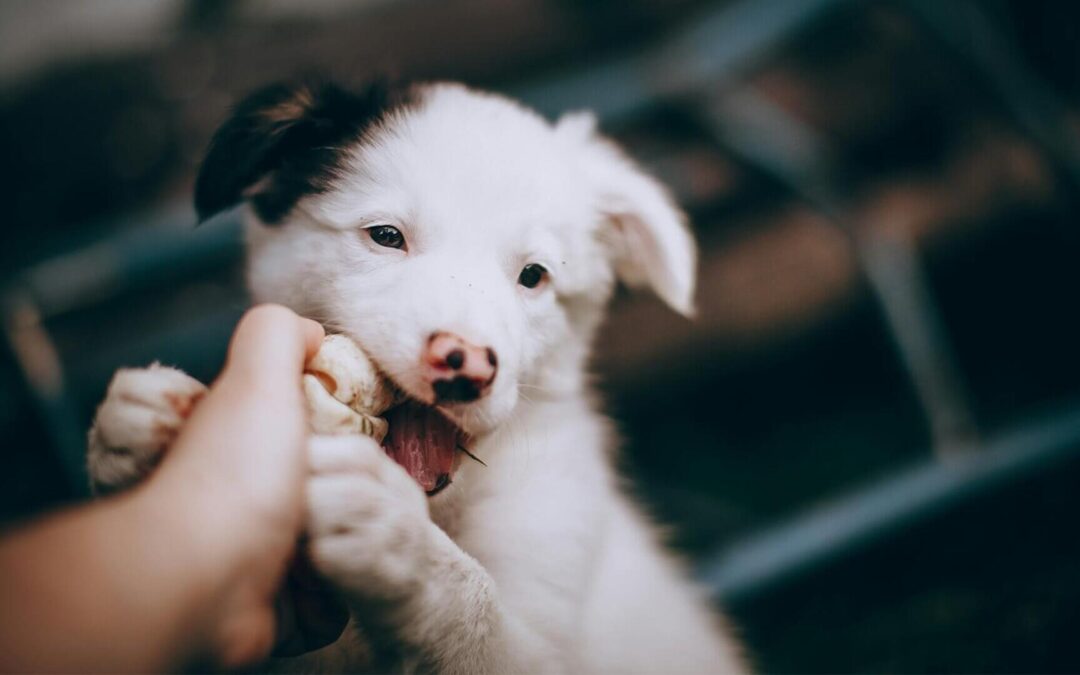 Consejos para nuevos dueños de cachorros
