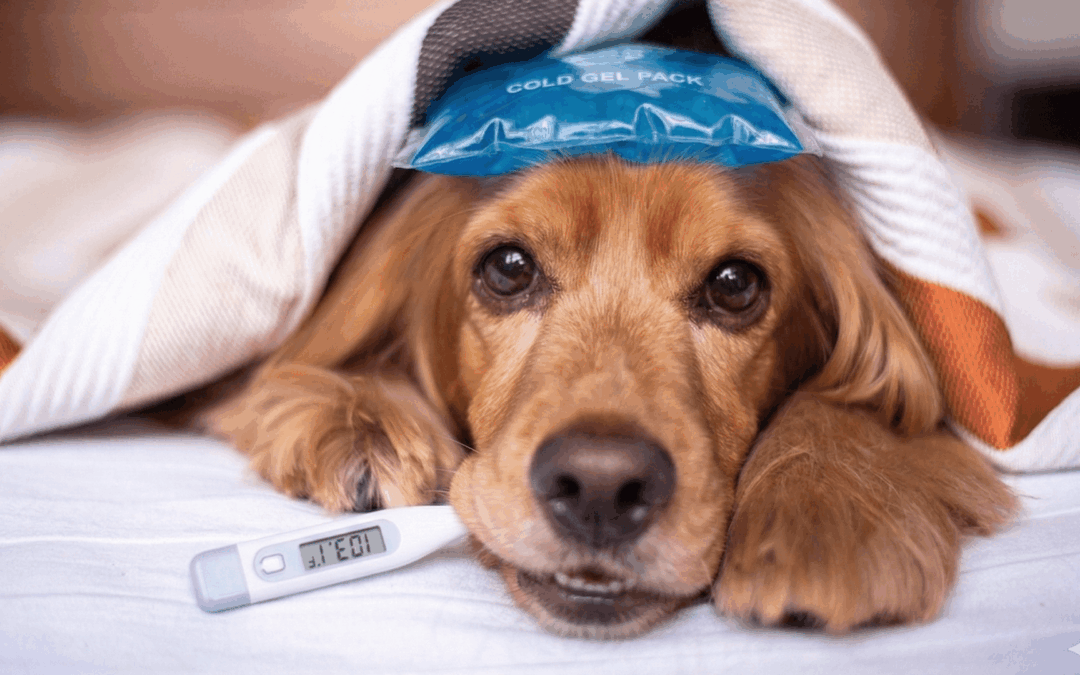 Temperatura del perro: ¿qué nos indica?