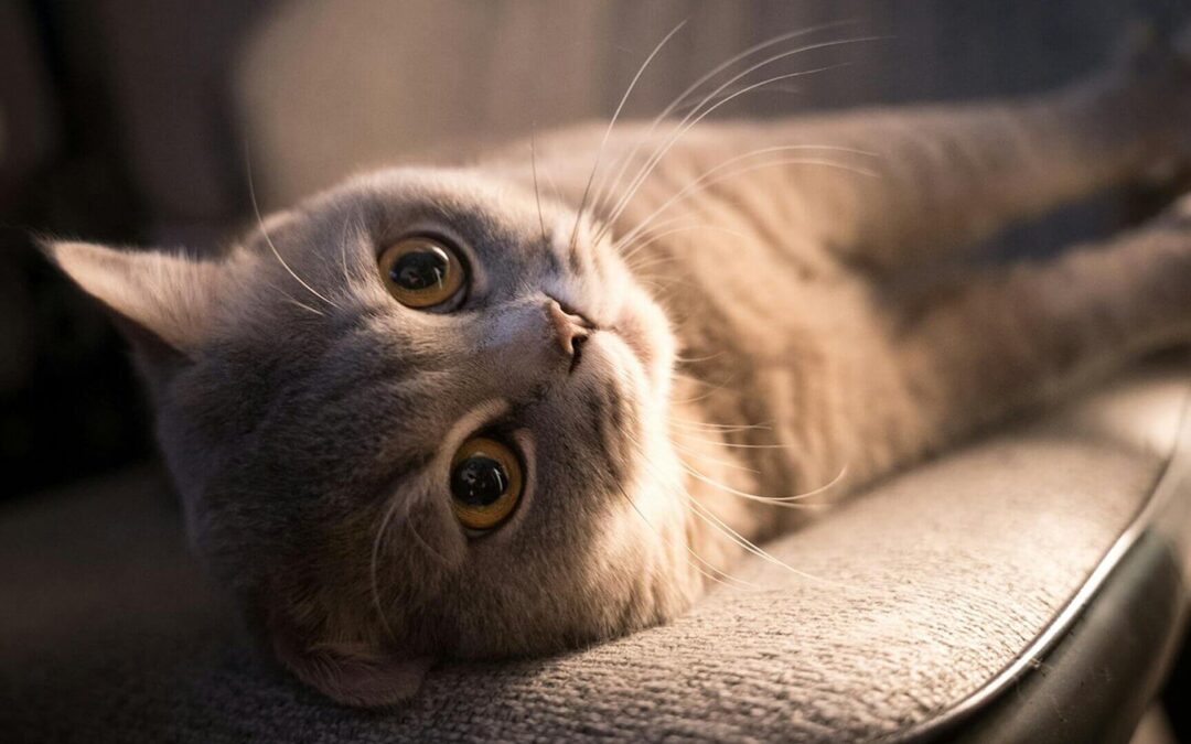 ¿Gato de interior o gato de exterior?