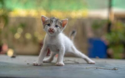 Las primeras semanas con tu gatito