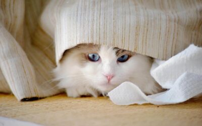 Fiebre en gatos: qué le pasa a tu gato y cómo reconocerla