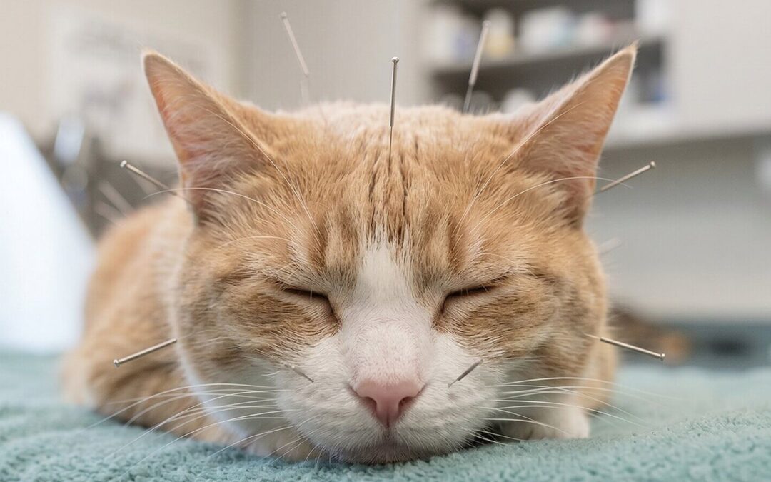 Acupuntura para tu gato: ¿qué es y cuándo puede ayudar?