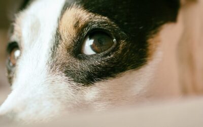 ¿Cómo identificar el dolor en tu perro?