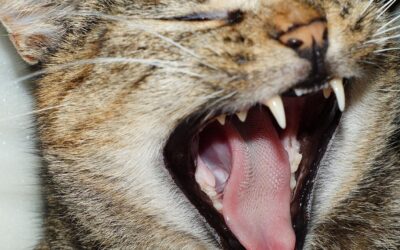 Costos de una profilaxis dental para tu gato