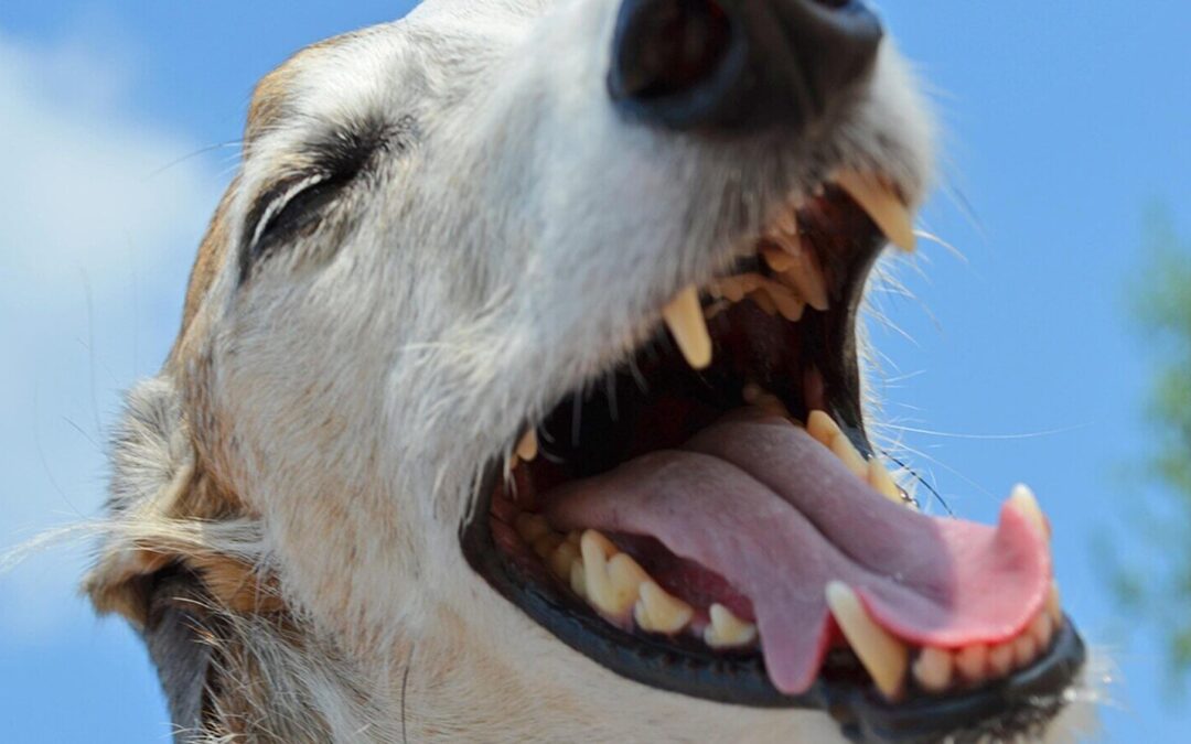 Costos de una profilaxis dental para tu perro