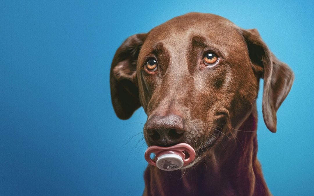 Todo sobre la dominancia en perros y cachorros