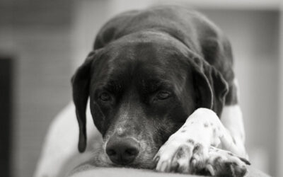 Artrosis en perros